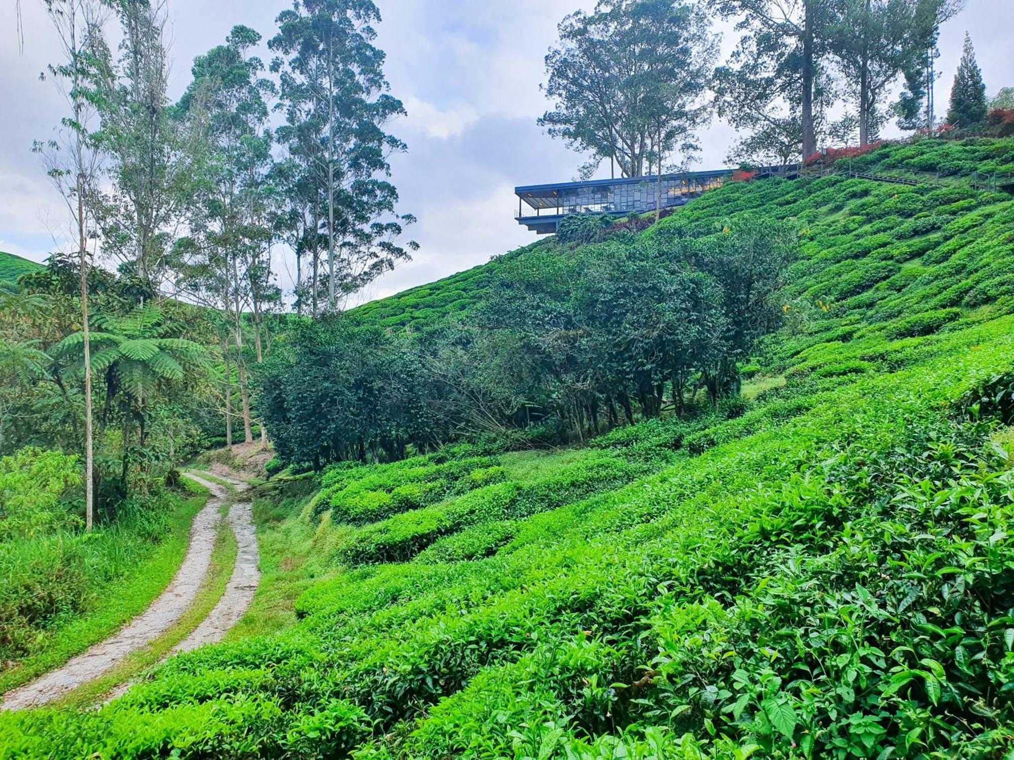 Mossy Forest Family Retreat Ii, 2-8 Pax, Apartment