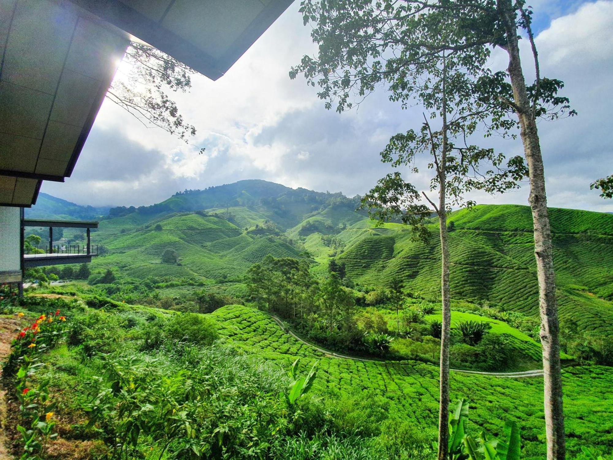Apartment Mossy Forest Family Retreat Ii, 2-8 Pax, *